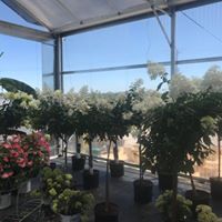 TreeFormHydrangea